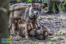 BF_Anholt_Wolf-4673